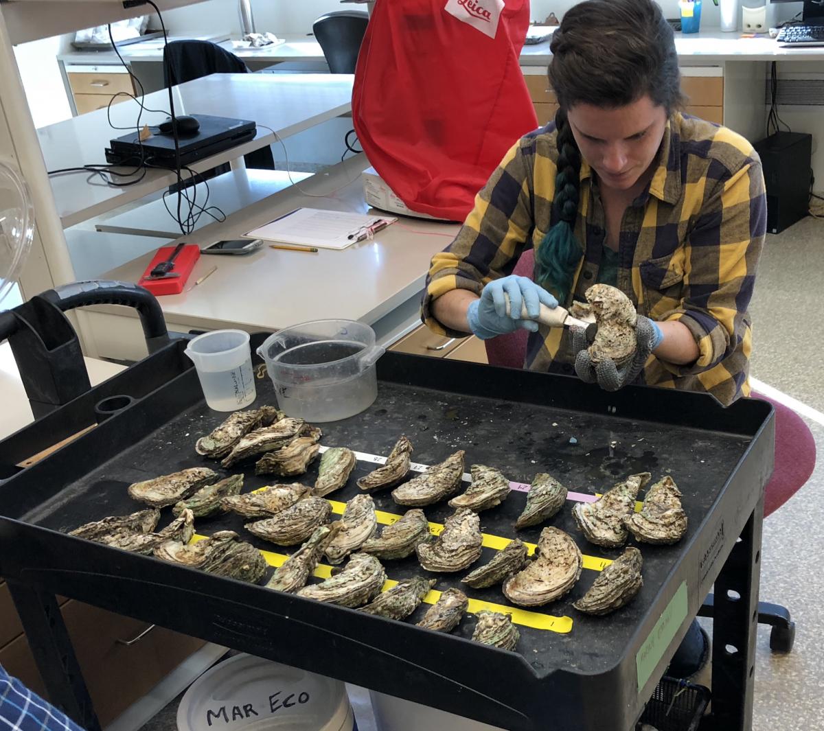 shucking oysters in the lab