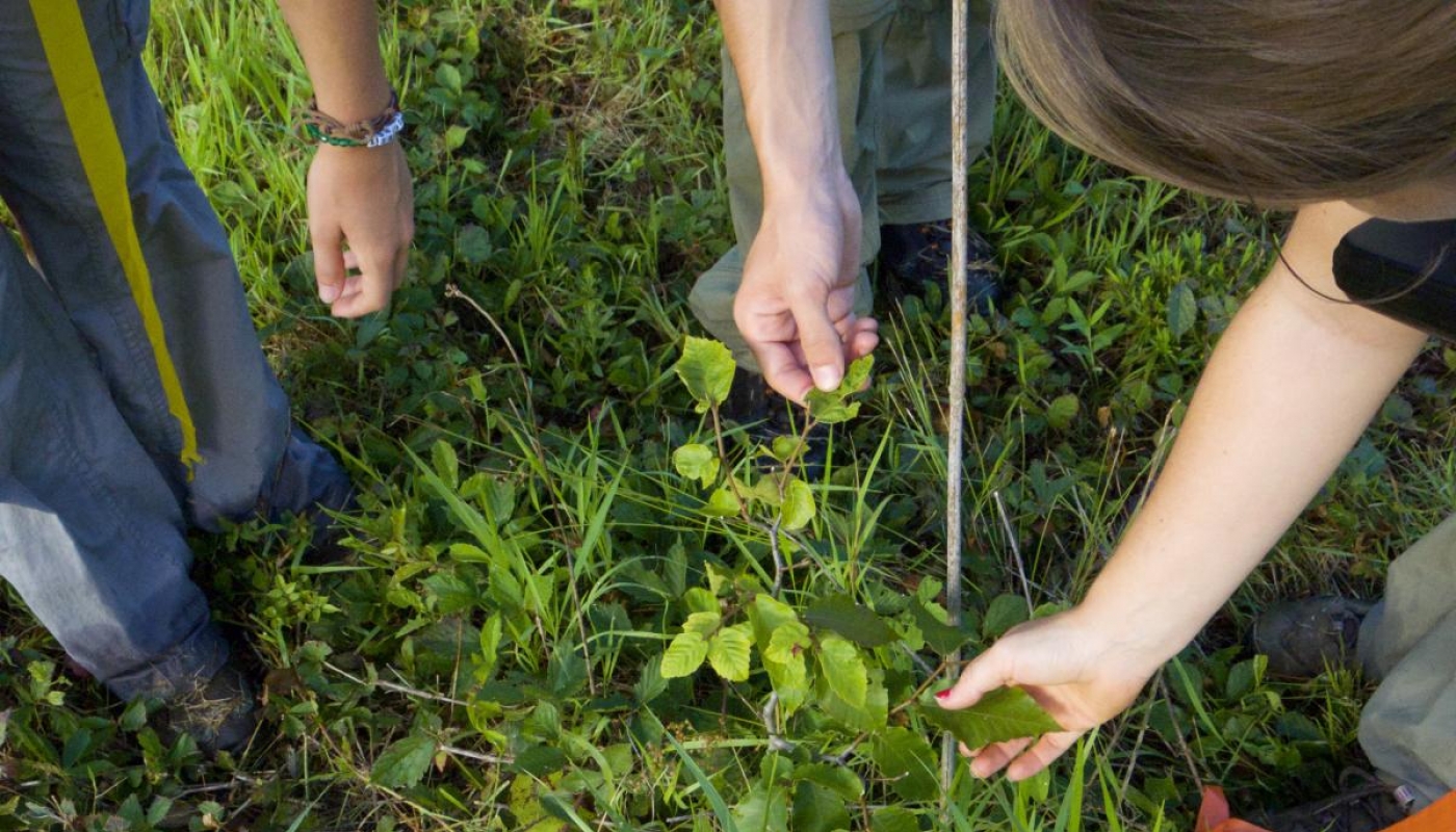 Hands measuring leaf